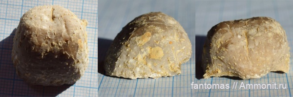 пермь, мшанки, обрастание, Aulosteges horrescens, Epizoans, Прижизненные повреждения брахиопод