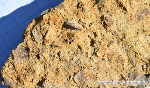 брахиоподы, морские лилии, пермь, криноидеи, дно