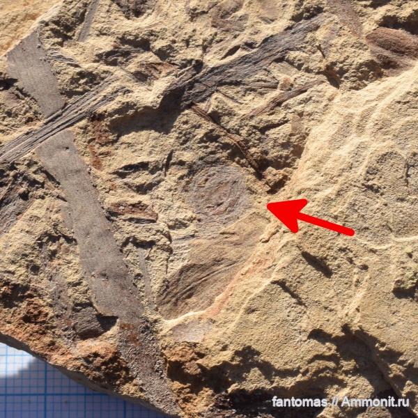 пермь, семена