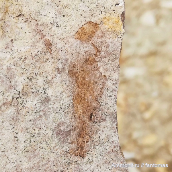 пермь, Rufloria