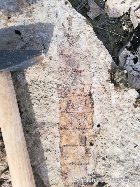 пермский период, хвощевидные, хвощи, Permian