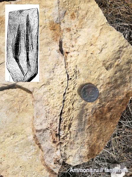 пермский период, хвощевидные, хвощи, стробилы, Permian