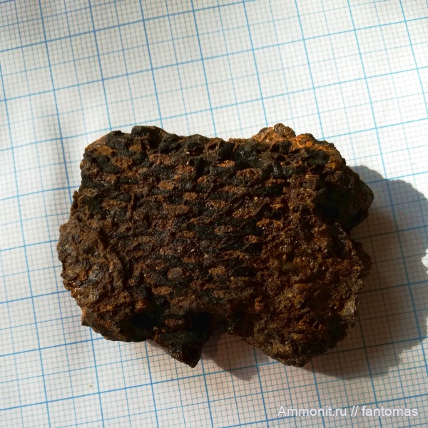 пермь, Signacularia noinskii, Permian