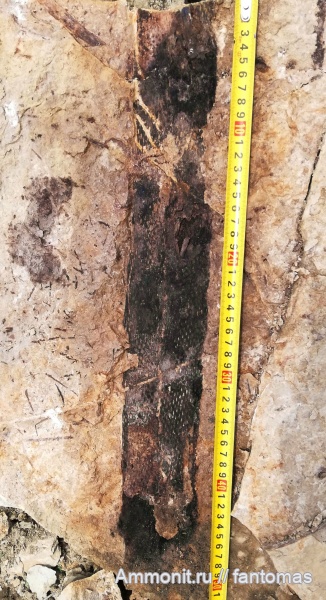 пермь, Signacularia noinskii, Permian
