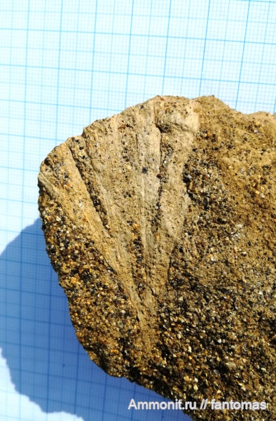 пермь, гингкофиты