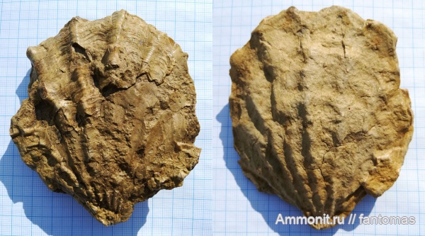 Ctenostreon, Ctenostreon distans