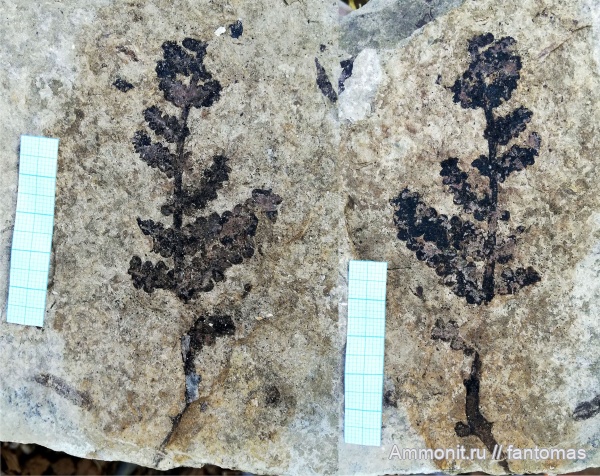 пермь, папоротники, Pecopteris