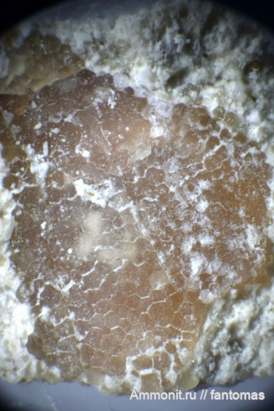 мел, чешуя, чешуя рыб