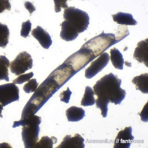 волжский ярус, фораминиферы, микропалеонтология, Marginulina