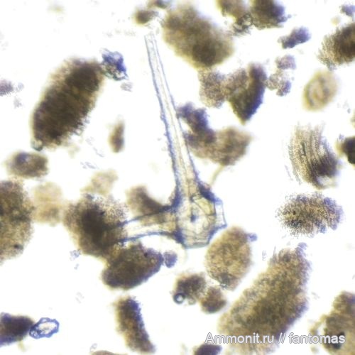 спикулы, Santonian