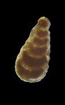 Фораминифера Lingulina sp.