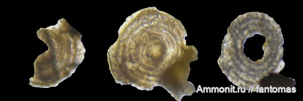 волжский ярус, Foraminifera, микропалеонтология
