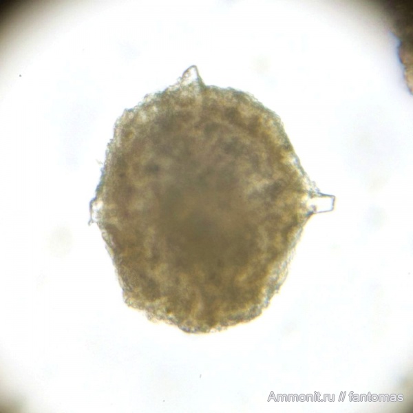 Santonian, радиолярии, Radiolaria