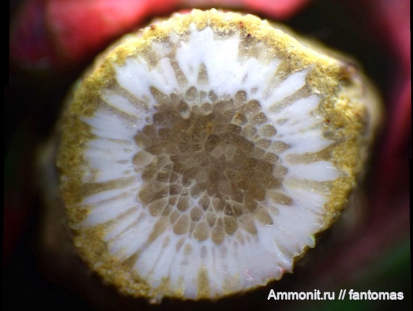 мшанки, Rhombotrypella