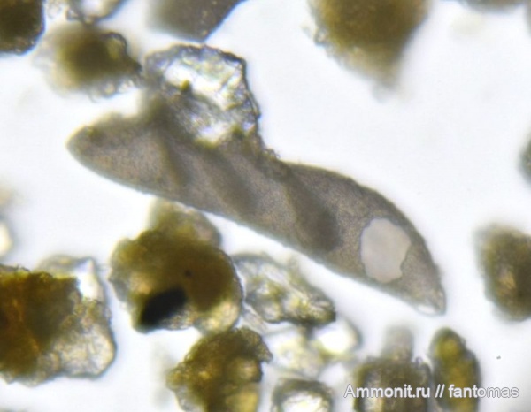 волжский ярус, Foraminifera, микропалеонтология