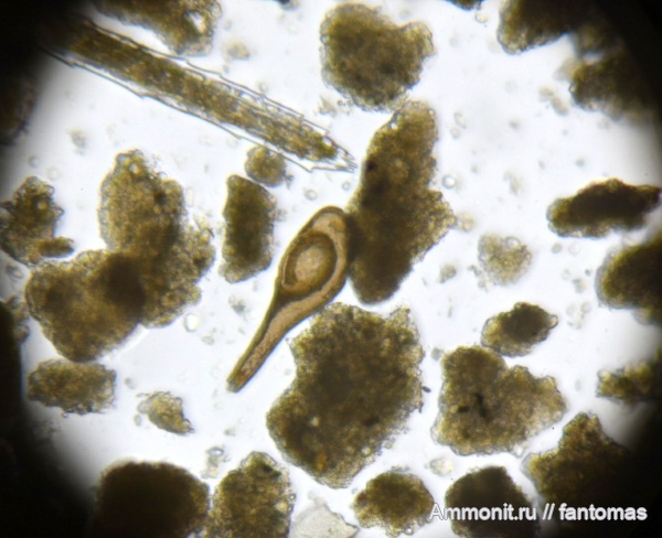 волжский ярус, Foraminifera, микропалеонтология
