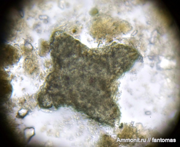 Santonian, радиолярии, Radiolaria