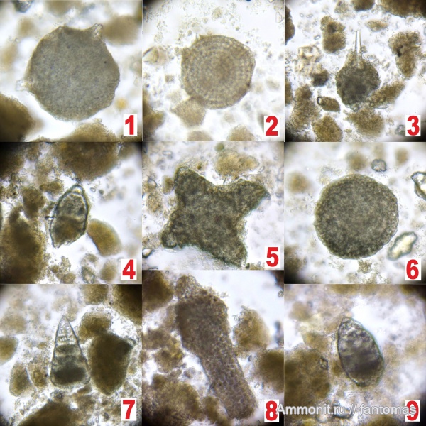 Santonian, радиолярии, Radiolaria