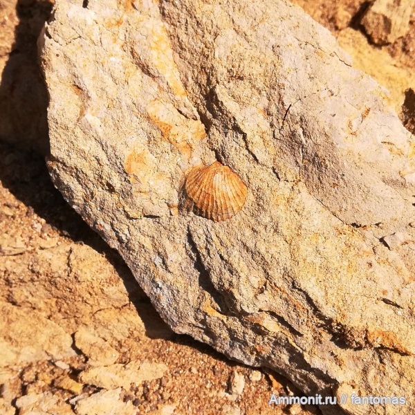 двустворки, двустворчатые моллюски, Meleagrinella echinata