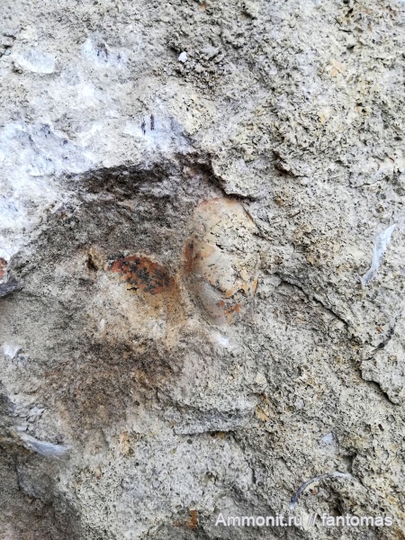 двустворки, двустворчатые моллюски, казанский ярус