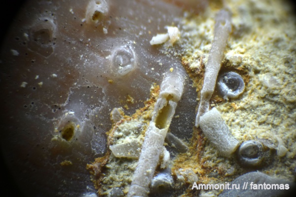 Productida, казанский ярус, иглы брахиопод