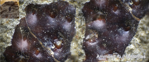 волжский ярус