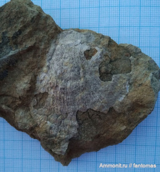 казанский ярус, pseudomonotis, Pseudomonotis garforthensis