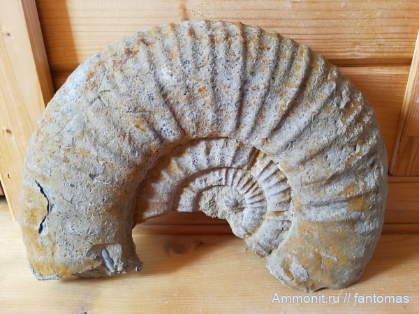 аммониты, юра