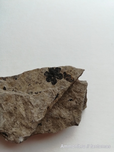 пермь, Permotheca