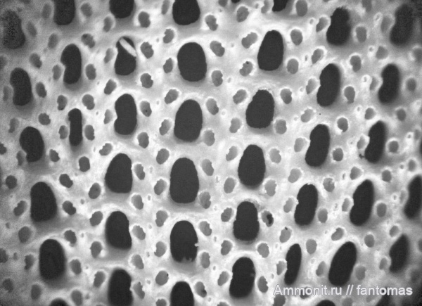 пермь, мшанки, Fenestella, казанский ярус