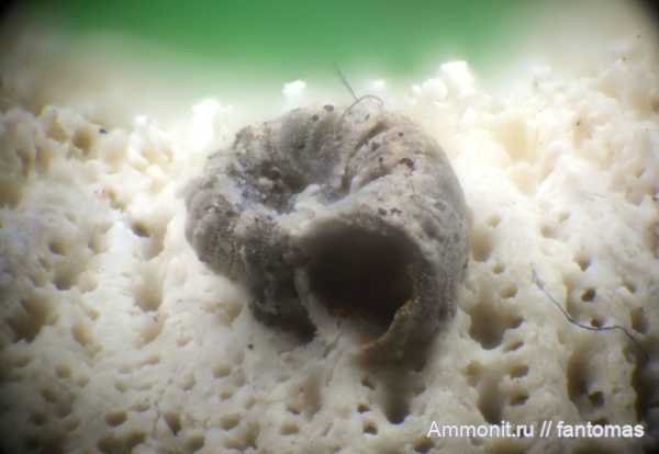 пермь, мшанки, Serpulidae, казанский ярус, обрастание, Epizoans