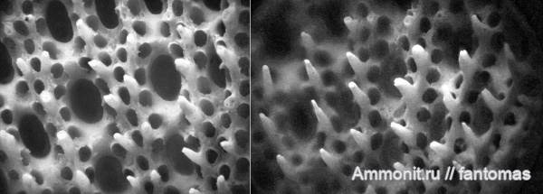 пермь, мшанки, Fenestella, казанский ярус