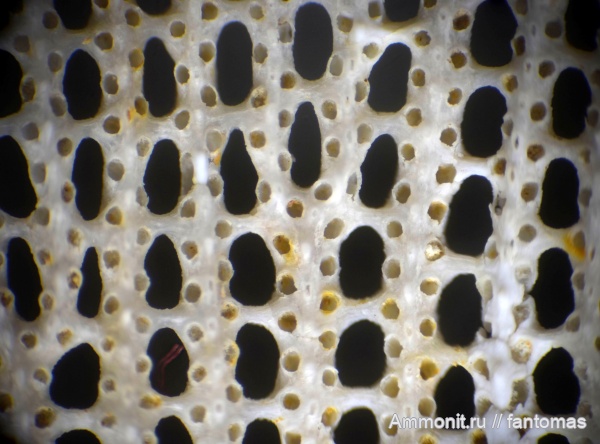 пермь, мшанки, Fenestella, казанский ярус, Rectifenestella permulta