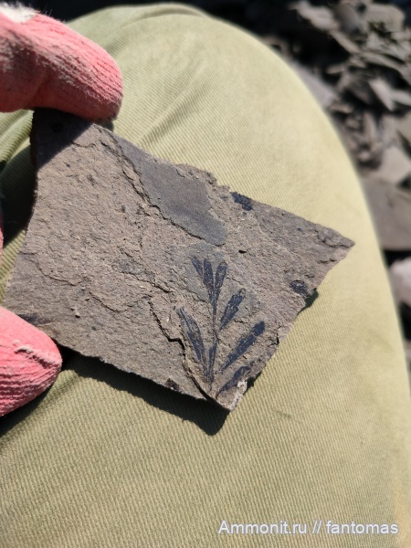 гинкгофиты, кунгурский ярус