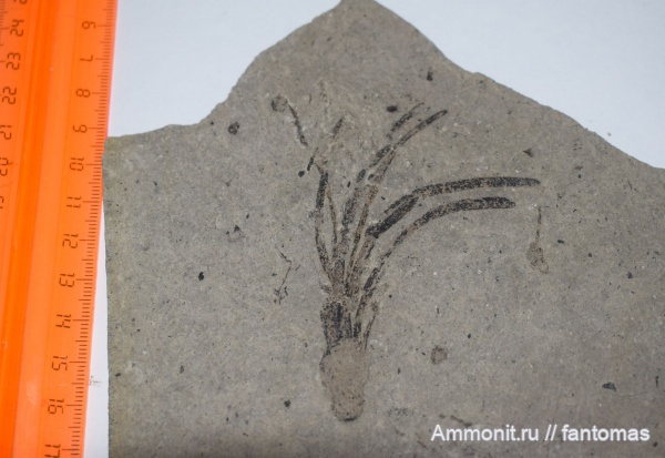 кунгурский ярус