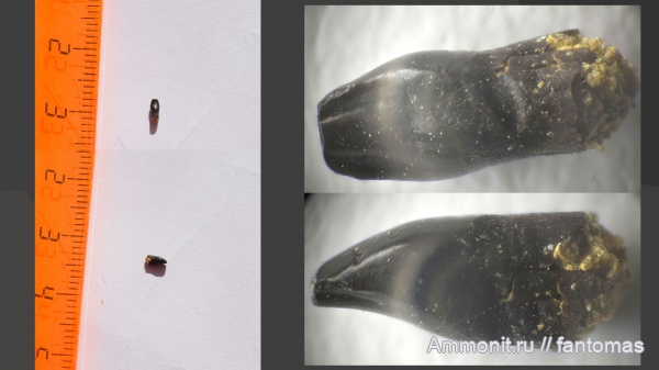 Microphon, Kotlassiidae