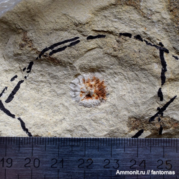 птеридоспермы, Pteridospermae