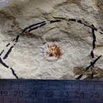 Семеносный диск птеридосперма