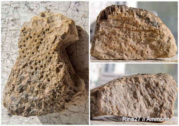 девон, кораллы, Syringopora