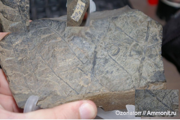 Ископаемые растения