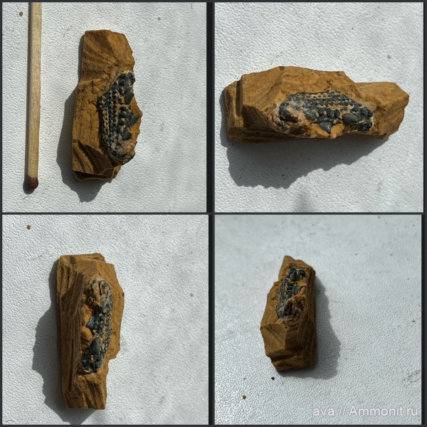 карбон, Пески, рыбы, Margaritacanthus