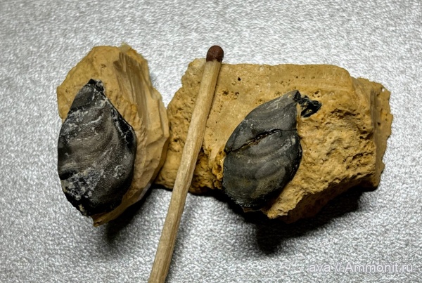 Пески, рыбы, Deltodus concha