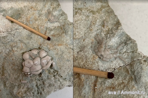 морские лилии, Пески, Allosocrinus