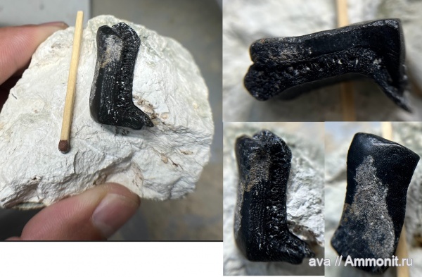 карбон, Пески, рыбы, Lagarodus