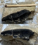 коронка зуба Polyrhizodus