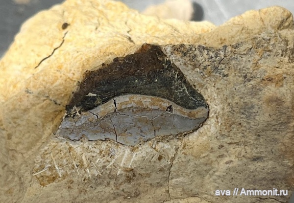 карбон, рыбы, Petalodus, Заборье