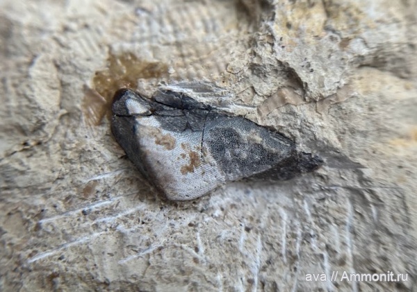 карбон, рыбы, Platyxystrodus, Заборье