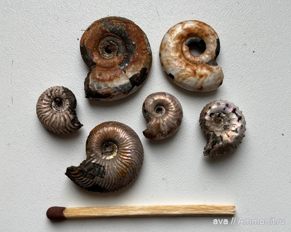 аммониты, Михайлов, келловей