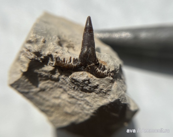 рыбы, Saivodus, Saivodus striatus