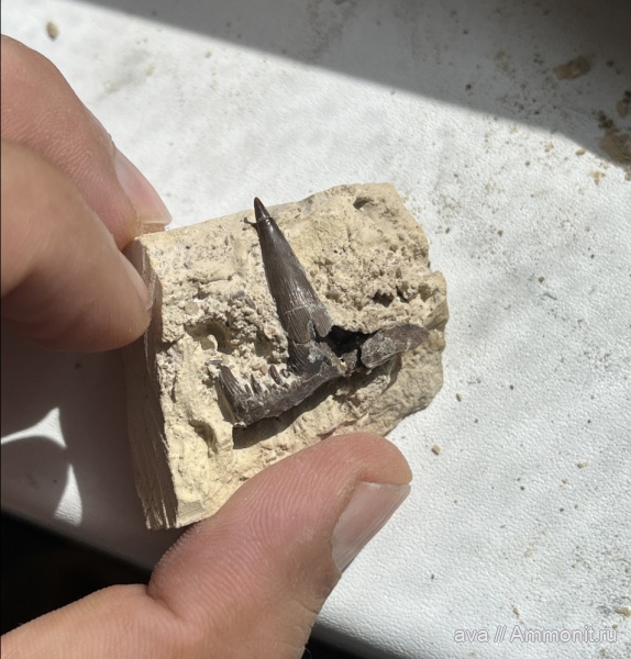 рыбы, Saivodus, Заборье, Saivodus striatus